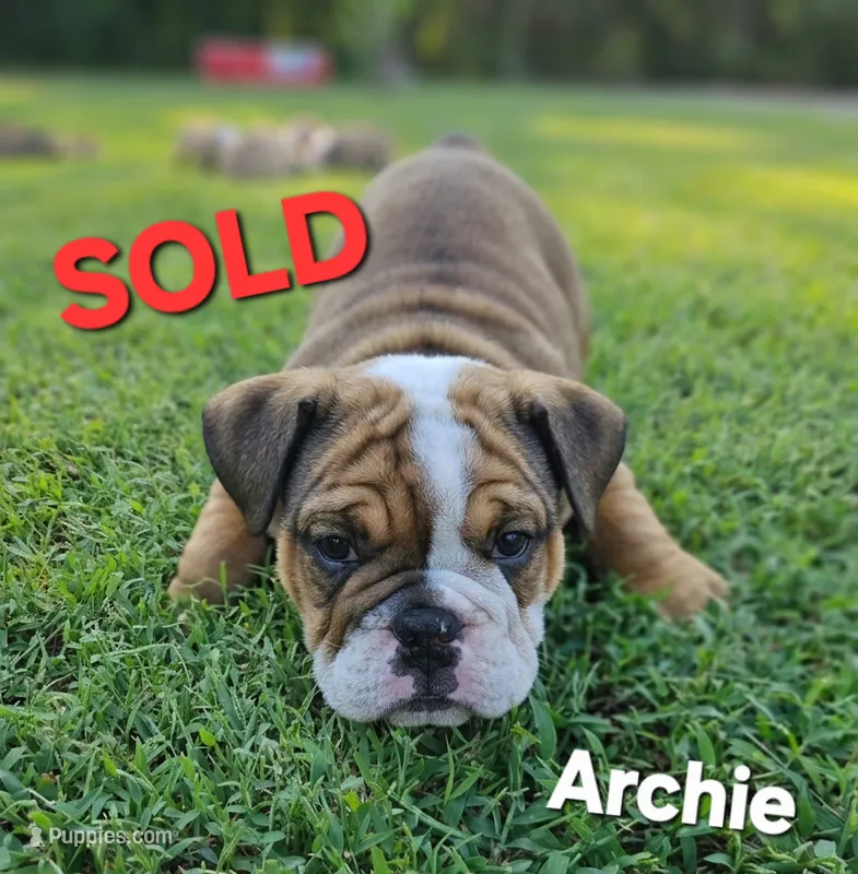 Archie  – English Bulldog puppy on hold in Overbrook, KS