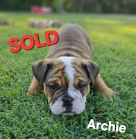 Archie , a male English Bulldog for sale in Overbrook, KS – 1 of 9