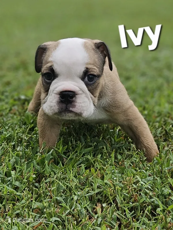 Ivy – English Bulldog puppy for sale in Overbrook, KS