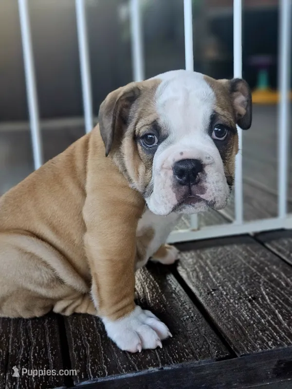 Ivy – English Bulldog puppy for sale in Overbrook, KS