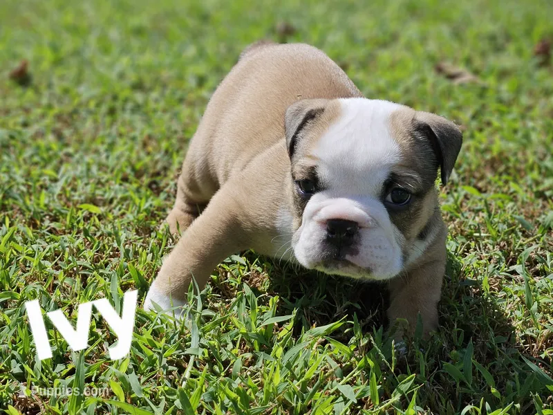 Ivy – English Bulldog puppy for sale in Overbrook, KS