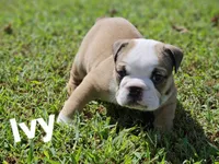Ivy, a female English Bulldog for sale in Overbrook, KS – 4 of 9