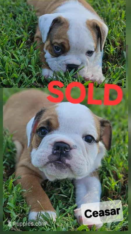 Ceasar – English Bulldog puppy on hold in Overbrook, KS