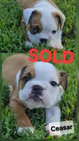 Ceasar, a male English Bulldog for sale in Overbrook, KS – 1 of 9