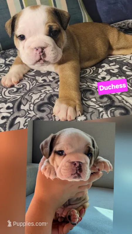 Duchess – English Bulldog puppy for sale in Overbrook, KS