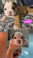 Duchess, a female English Bulldog for sale in Overbrook, KS – 5 of 10