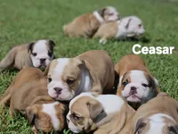 Ceasar, a male English Bulldog for sale in Overbrook, KS – 3 of 9
