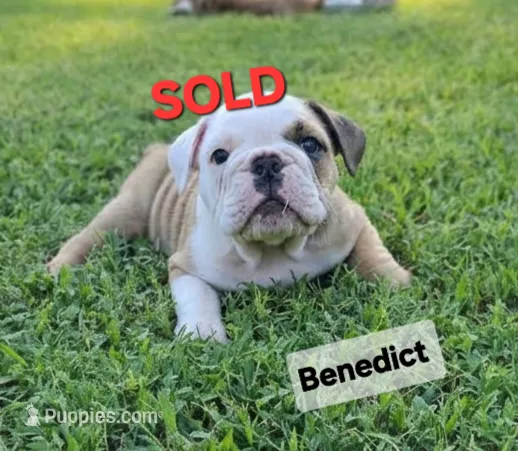 Benedict – English Bulldog puppy on hold in Overbrook, KS