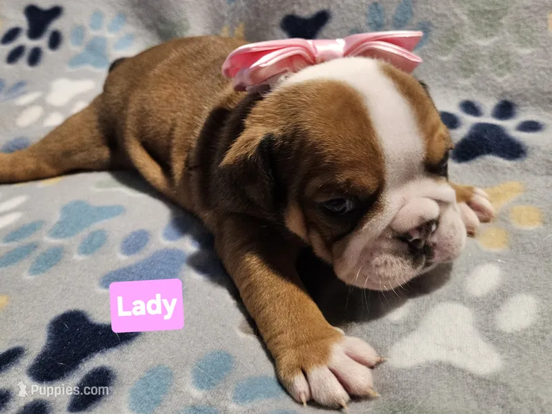 Lady – English Bulldog puppy on hold in Overbrook, KS