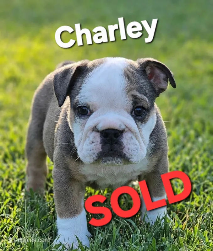 Charley – English Bulldog puppy on hold in Overbrook, KS