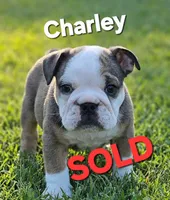 Charley, a female English Bulldog for sale in Overbrook, KS – 1 of 9