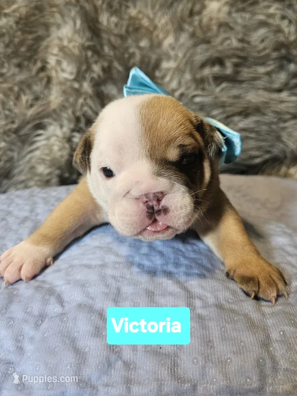 Victoria – English Bulldog puppy for sale in Overbrook, KS