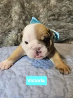 Victoria, a female English Bulldog for sale in Overbrook, KS – 1 of 1