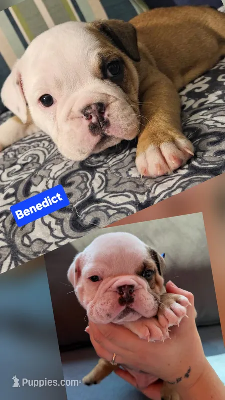 Benedict – English Bulldog puppy for sale in Overbrook, KS
