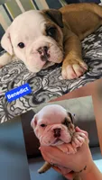 Benedict, a male English Bulldog for sale in Overbrook, KS – 3 of 8