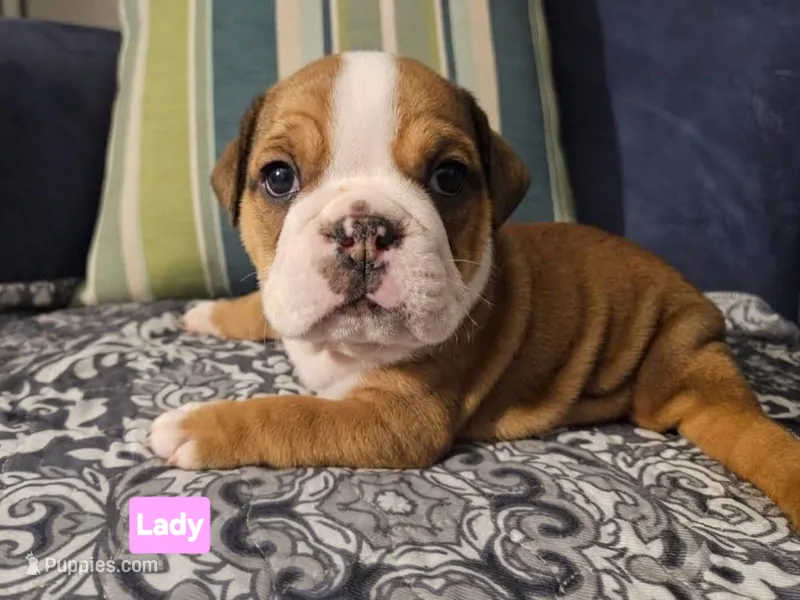 Lady – English Bulldog puppy on hold in Overbrook, KS