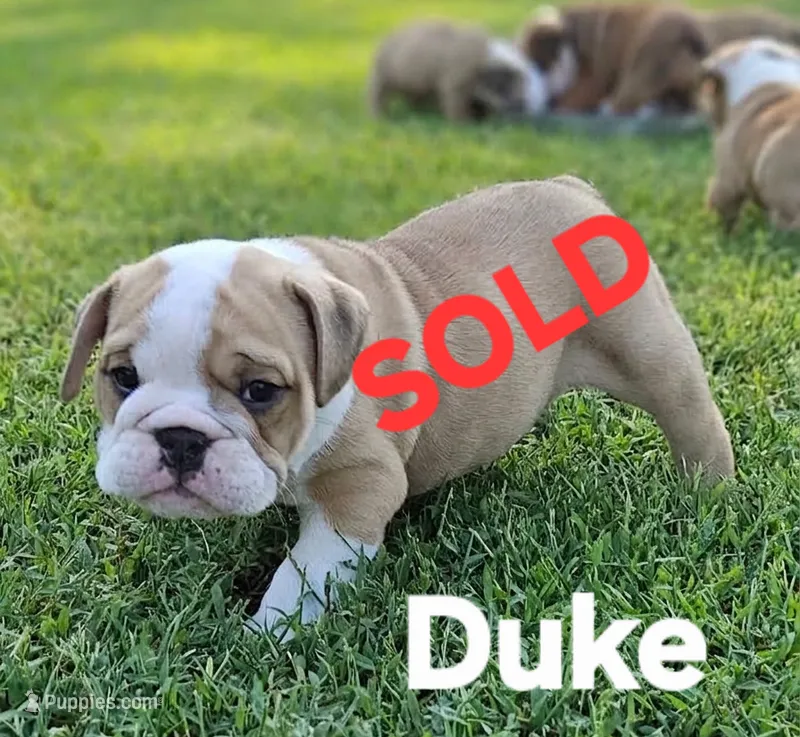 Duke – English Bulldog puppy on hold in Overbrook, KS