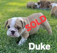 Duke, a male English Bulldog for sale in Overbrook, KS – 1 of 9