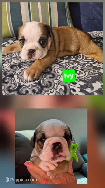 Ivy – English Bulldog puppy for sale in Overbrook, KS
