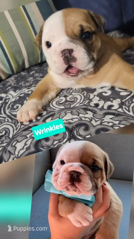 Victoria  – English Bulldog puppy on hold in Overbrook, KS