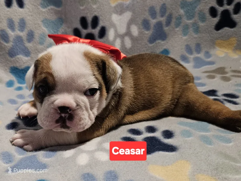 Ceasar – English Bulldog puppy for sale in Overbrook, KS