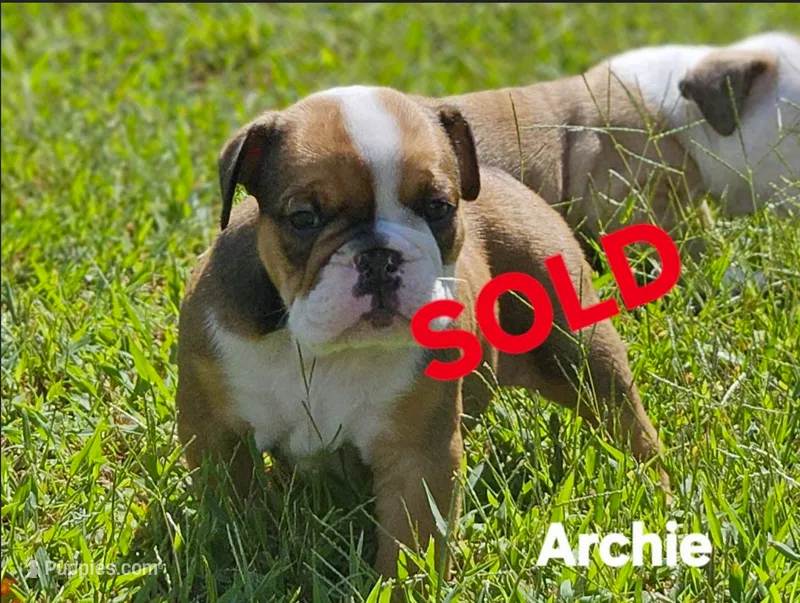 Archie  – English Bulldog puppy on hold in Overbrook, KS