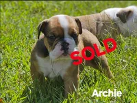 Archie , a male English Bulldog for sale in Overbrook, KS – 2 of 9