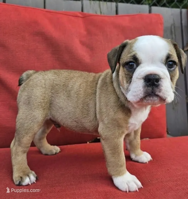 Ivy – English Bulldog puppy for sale in Overbrook, KS
