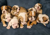 Duchess, a female English Bulldog for sale in Overbrook, KS – 6 of 10
