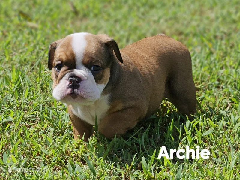Archie  – English Bulldog puppy for sale in Overbrook, KS