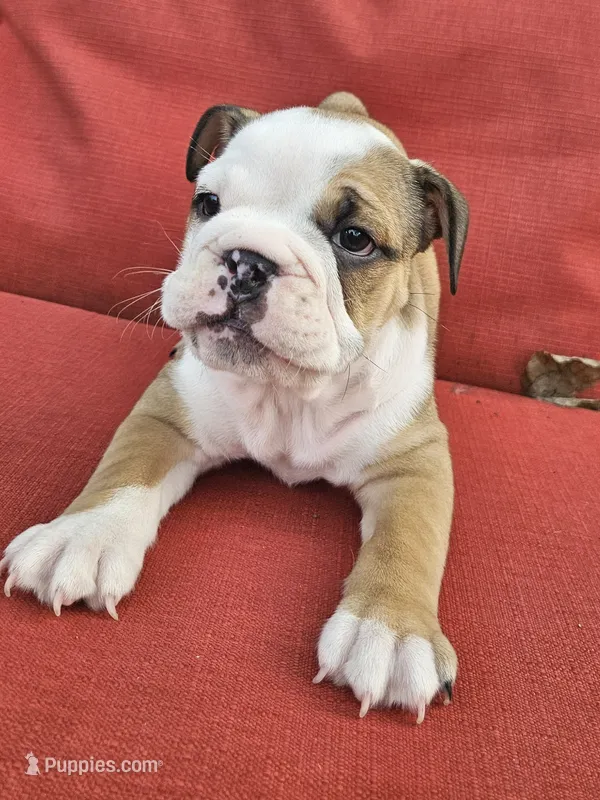 Duchess – English Bulldog puppy for sale in Overbrook, KS
