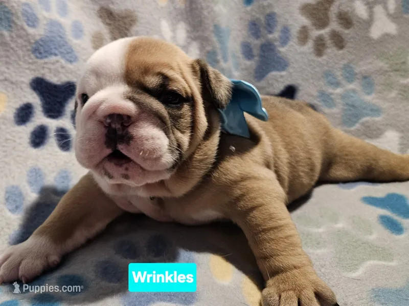 Victoria  – English Bulldog puppy on hold in Overbrook, KS