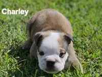 Charley, a female English Bulldog for sale in Overbrook, KS – 3 of 9