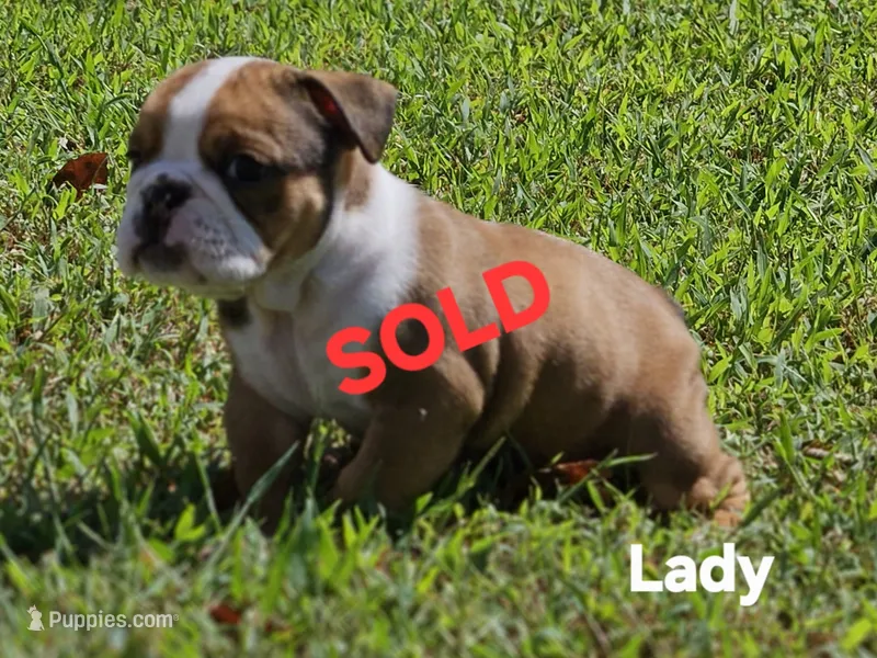 Lady – English Bulldog puppy on hold in Overbrook, KS