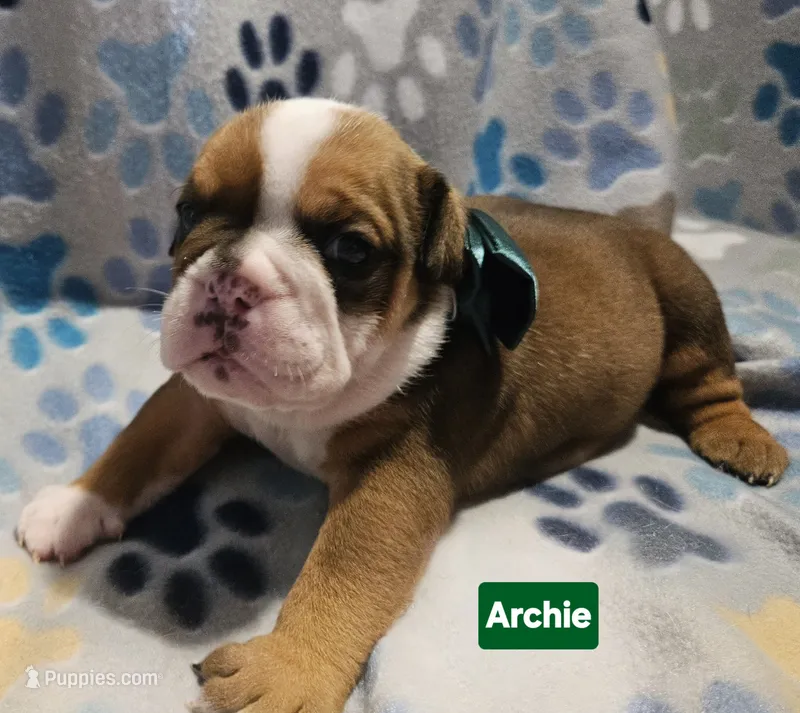 Archie  – English Bulldog puppy for sale in Overbrook, KS