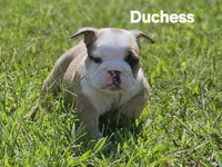 Duchess, a female English Bulldog for sale in Overbrook, KS – 4 of 10