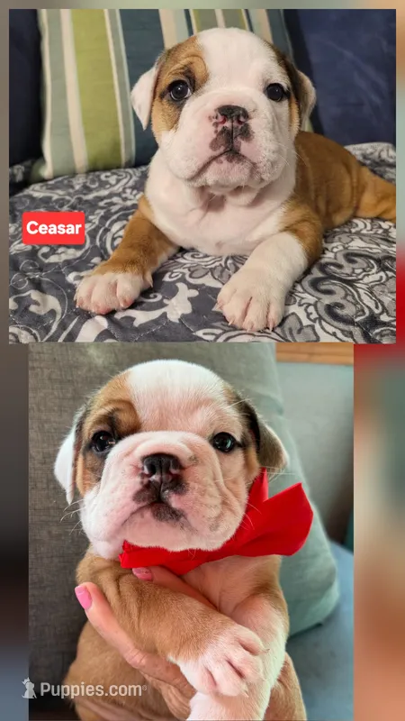 Ceasar – English Bulldog puppy for sale in Overbrook, KS