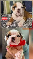 Ceasar, a male English Bulldog for sale in Overbrook, KS – 4 of 9
