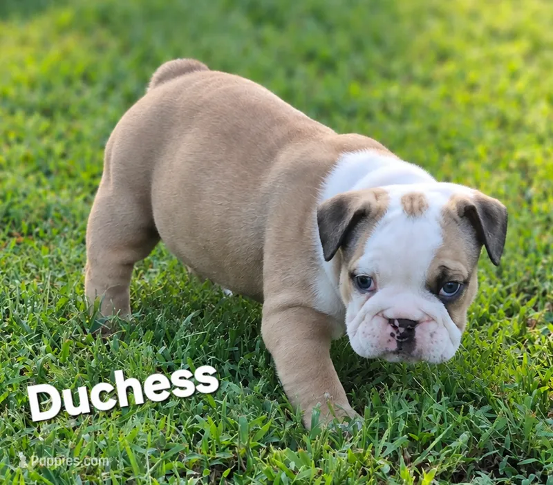 Duchess – English Bulldog puppy for sale in Overbrook, KS