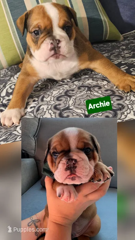 Archie  – English Bulldog puppy for sale in Overbrook, KS