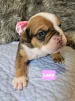 Lady, a female English Bulldog for sale in Overbrook, KS – 1 of 1