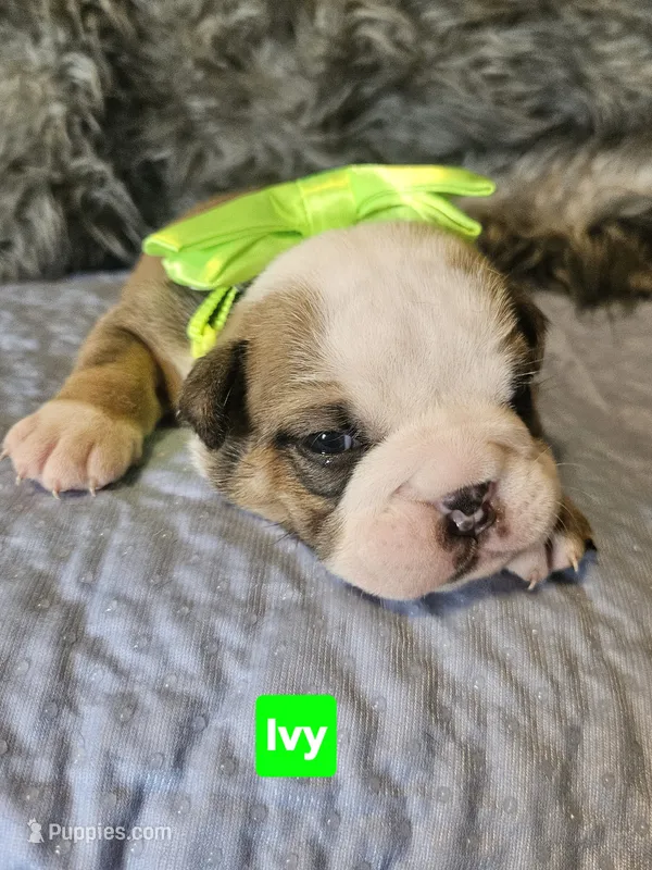 Ivy – English Bulldog puppy for sale in Overbrook, KS