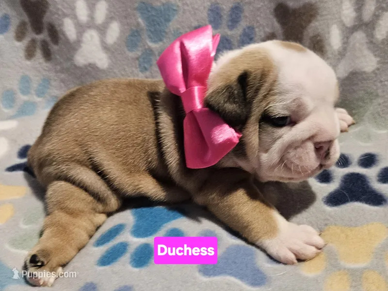 Duchess – English Bulldog puppy for sale in Overbrook, KS