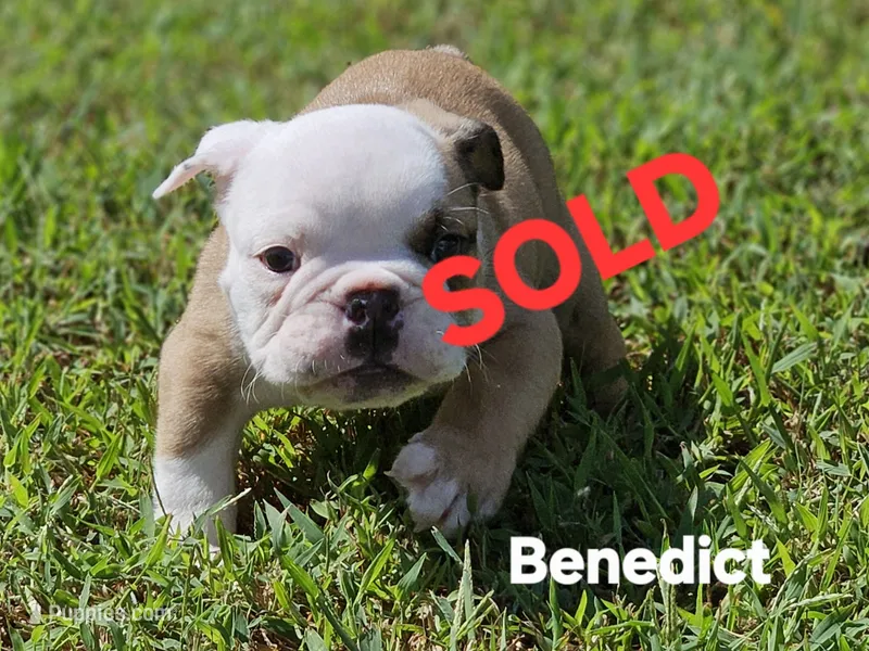 Benedict – English Bulldog puppy on hold in Overbrook, KS