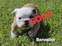 Benedict, a male English Bulldog for sale in Overbrook, KS – 2 of 8