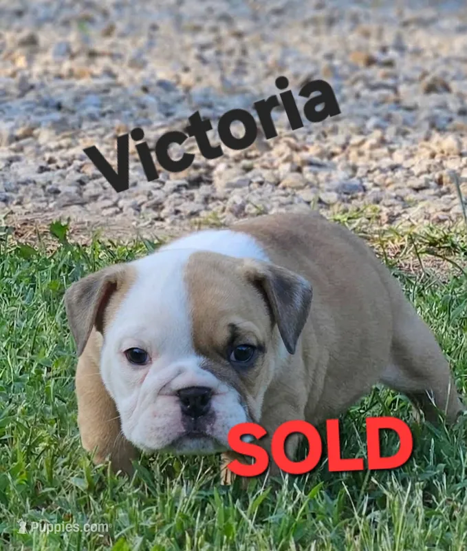 Victoria  – English Bulldog puppy on hold in Overbrook, KS