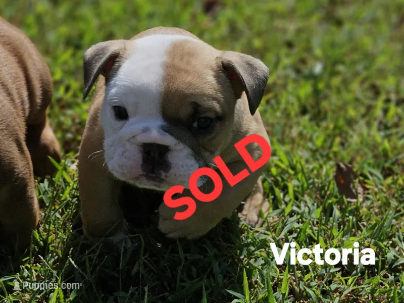 Victoria  – English Bulldog puppy on hold in Overbrook, KS