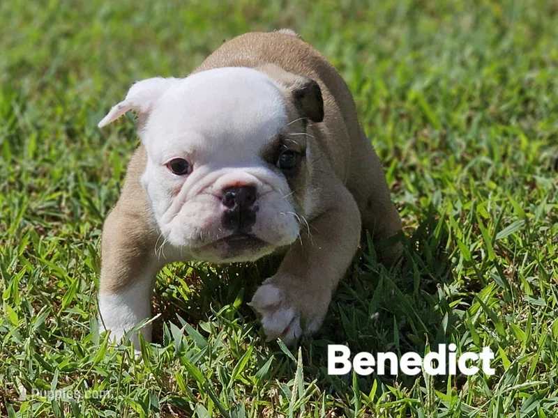 Benedict – English Bulldog puppy for sale in Overbrook, KS