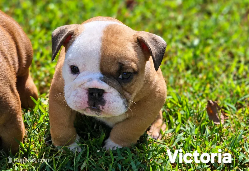 Victoria  – English Bulldog puppy for sale in Overbrook, KS