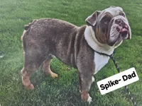 Archie , a male English Bulldog for sale in Overbrook, KS – 9 of 9